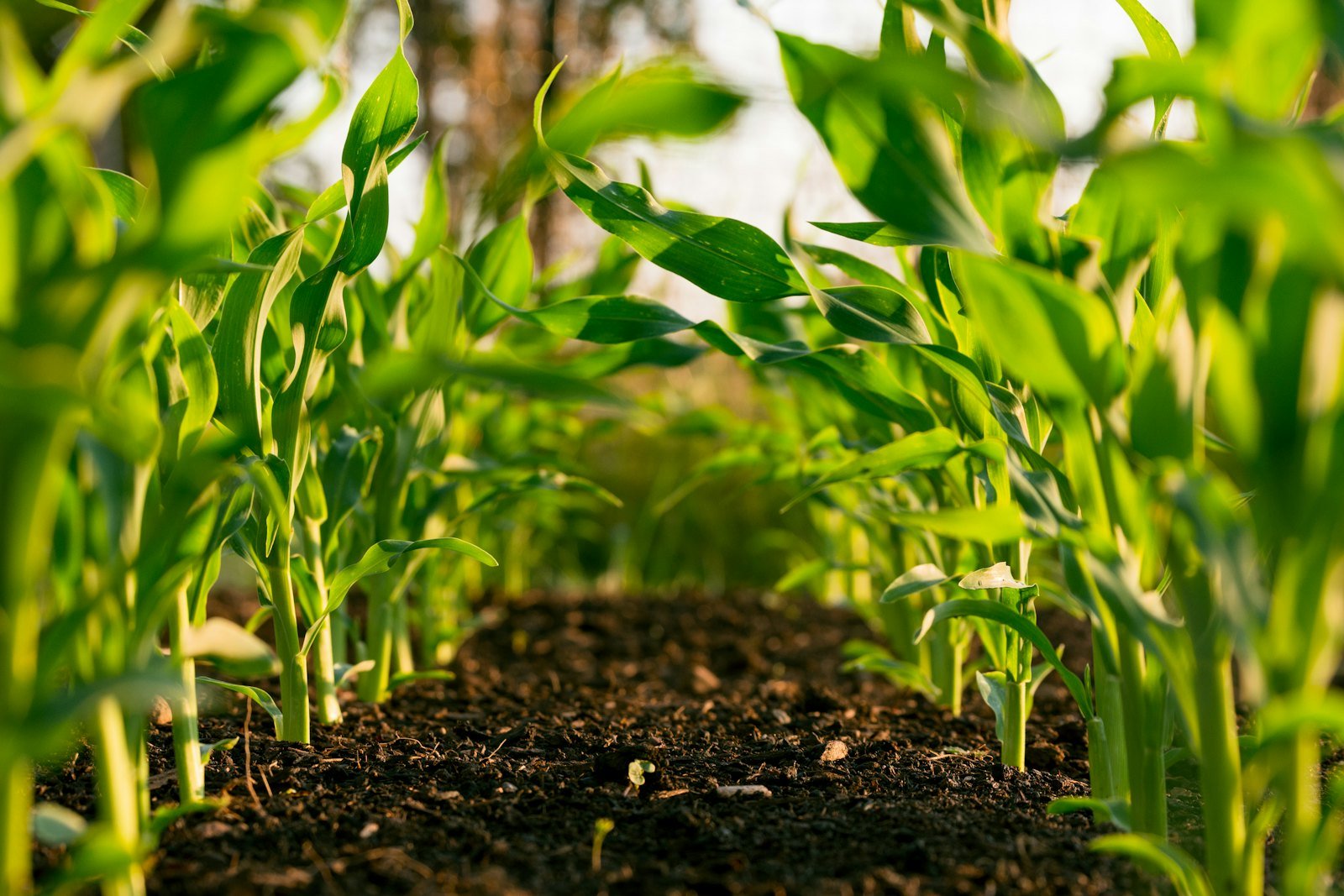 Crops growing in a field irrigated by a solar tube well